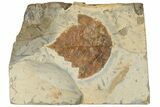 Fossil Leaf (Platanites) - Montana #190454-1
